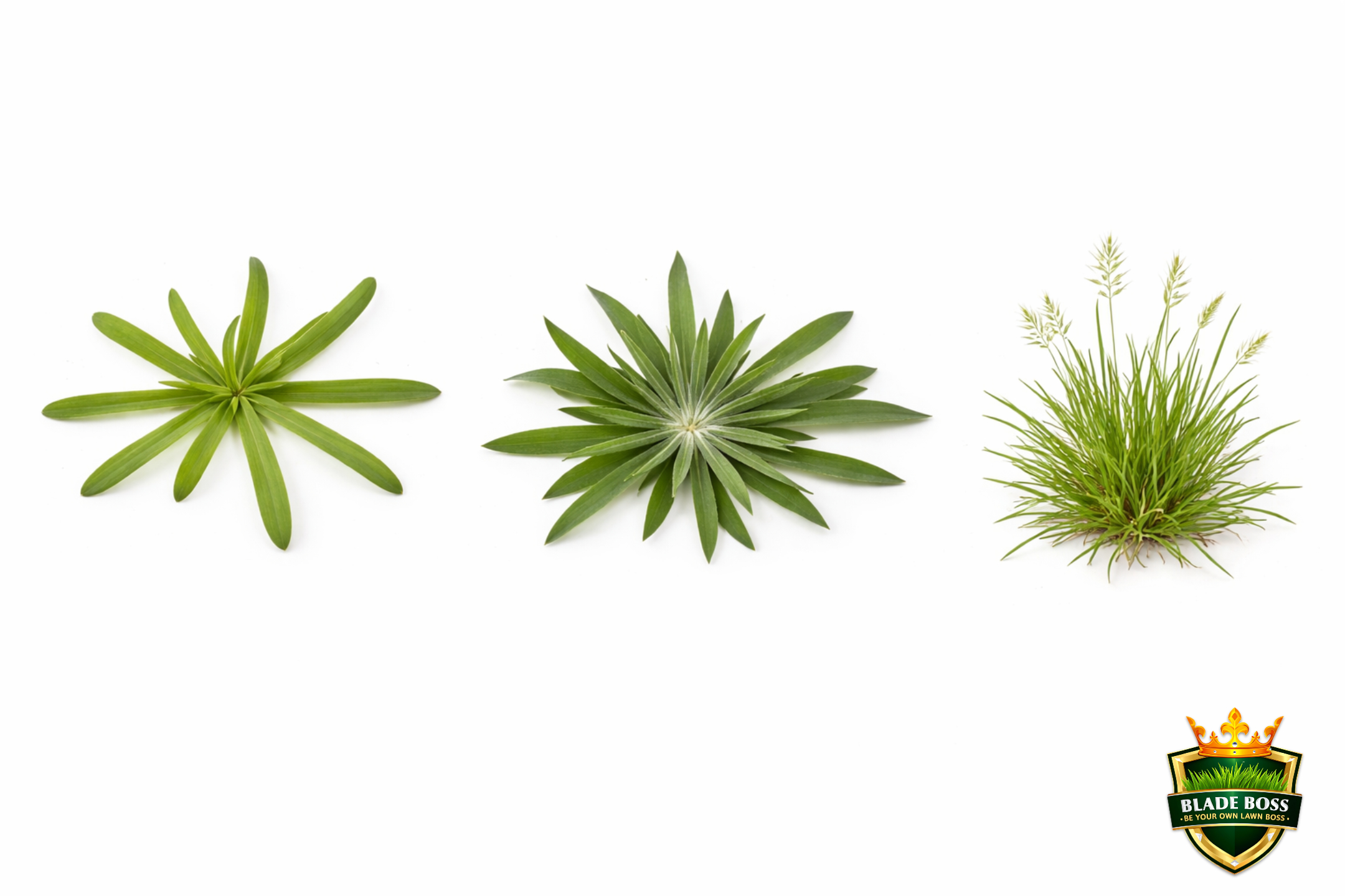 Identification grid showing three common grassy lawn weeds: crabgrass with star-shaped prostrate growth, goosegrass with dense flat dark rosette, and Poa annua upright clump with white seedheads