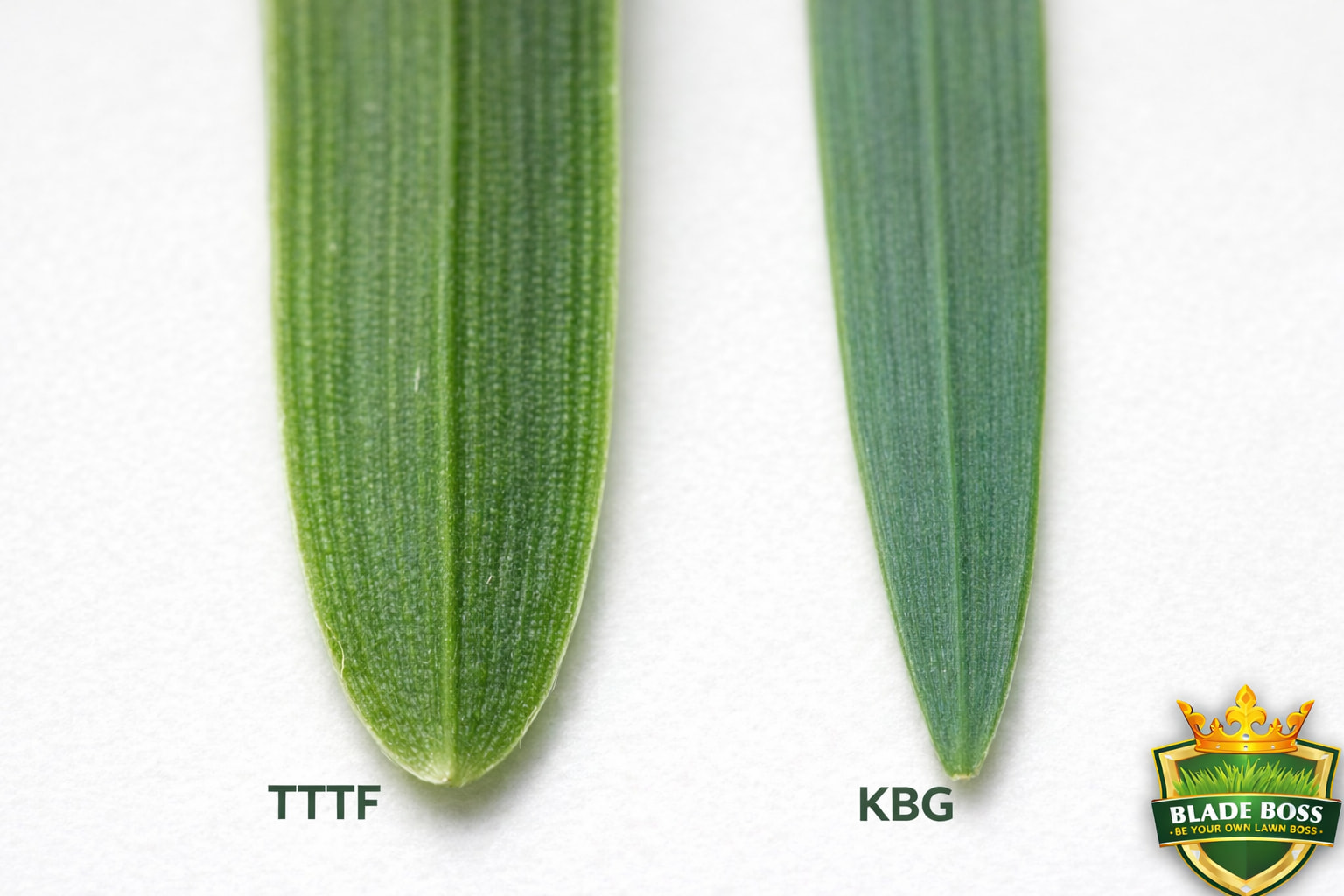 Close-up comparison of a tall fescue grass blade (wider, coarser, darker green) next to a Kentucky bluegrass blade (finer, softer, blue-green) showing the visible texture difference