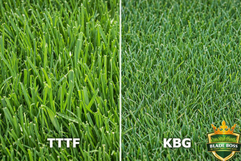 Tall Fescue vs Kentucky Bluegrass: Which Is Best for Long Island?