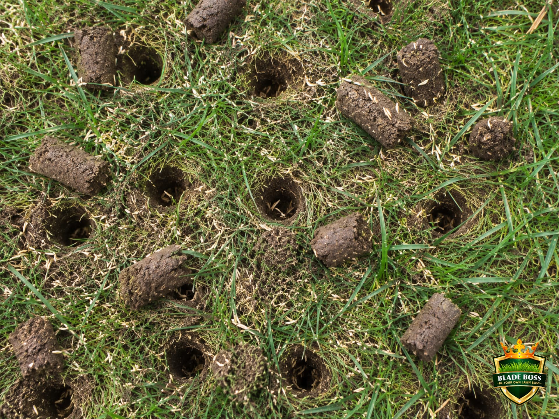 Core aeration plugs on a lawn with grass seeds visible in the aeration holes and on the soil surface