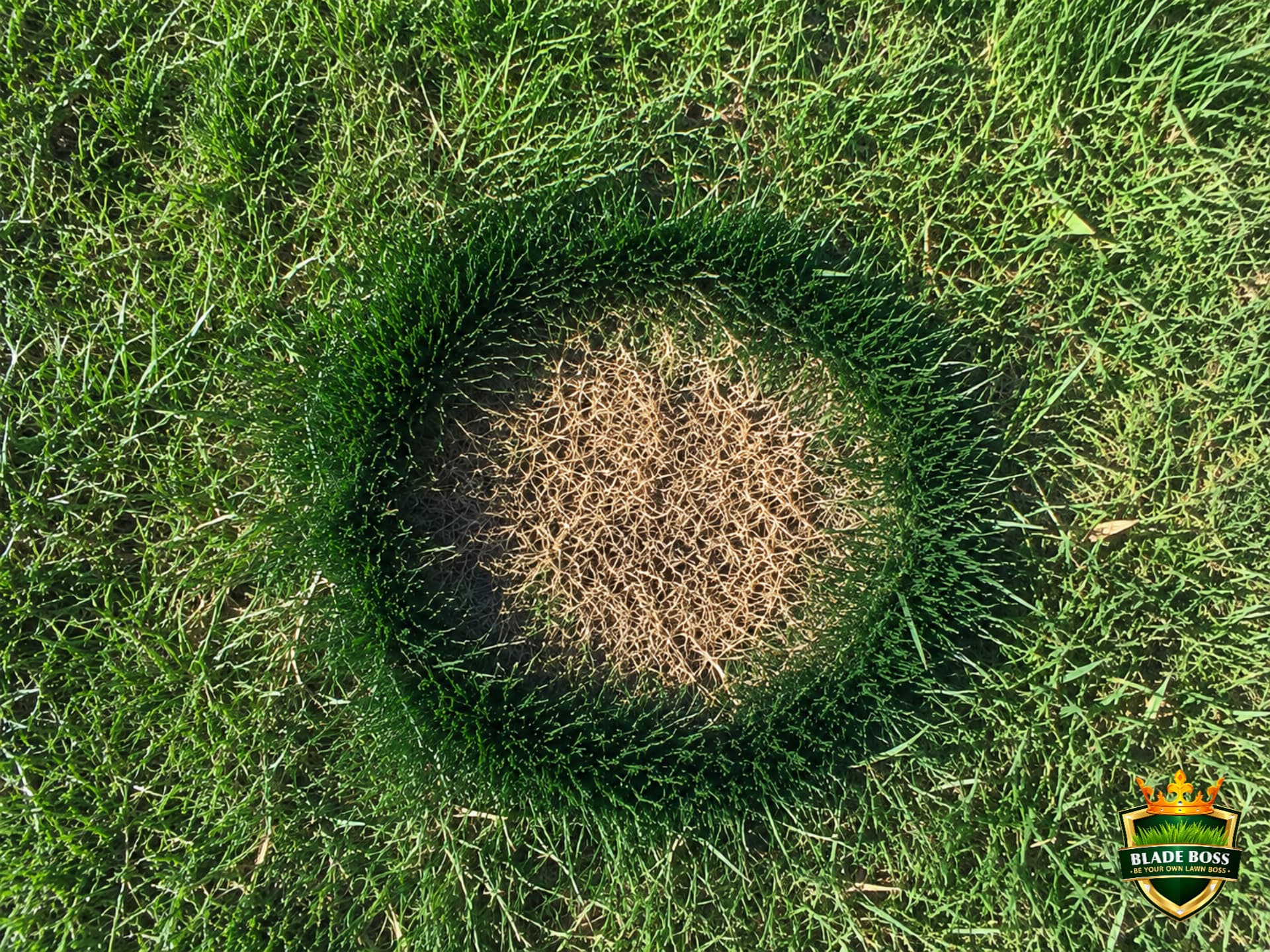 Overhead photo of a dog urine burn spot showing dead brown center surrounded by a ring of dark green grass