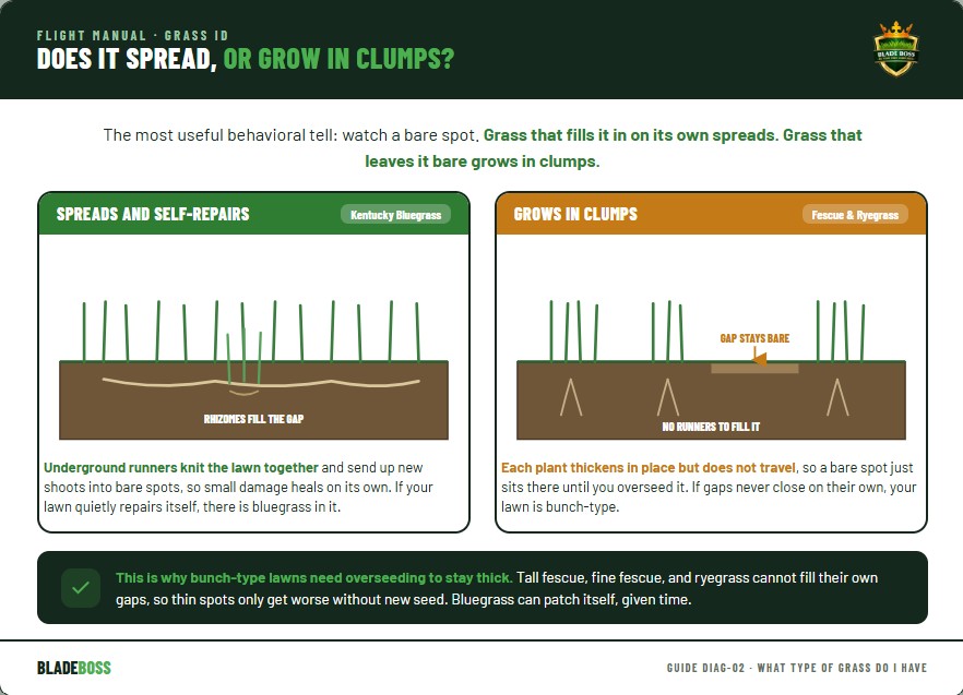 Diagram contrasting spreading grass that fills a bare spot with underground rhizomes (Kentucky bluegrass) versus bunch-type grass that grows in clumps and leaves gaps bare (fescue and ryegrass)