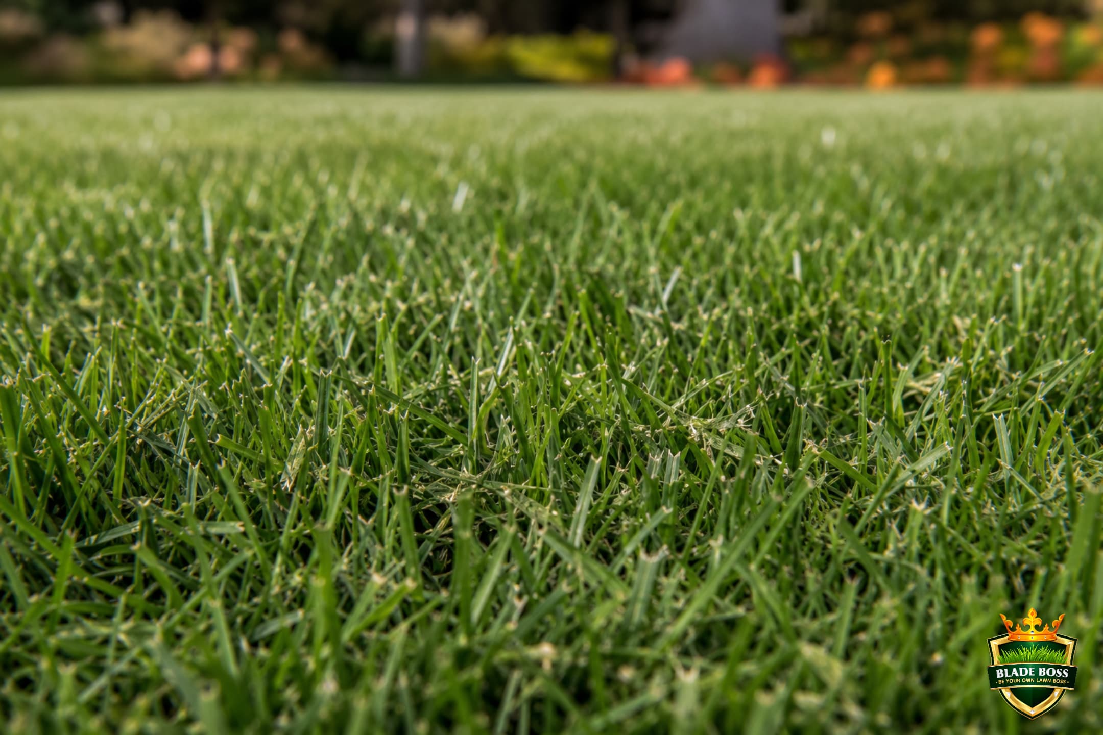 Close-up of fine grass clippings settling down into a healthy green lawn canopy after mowing