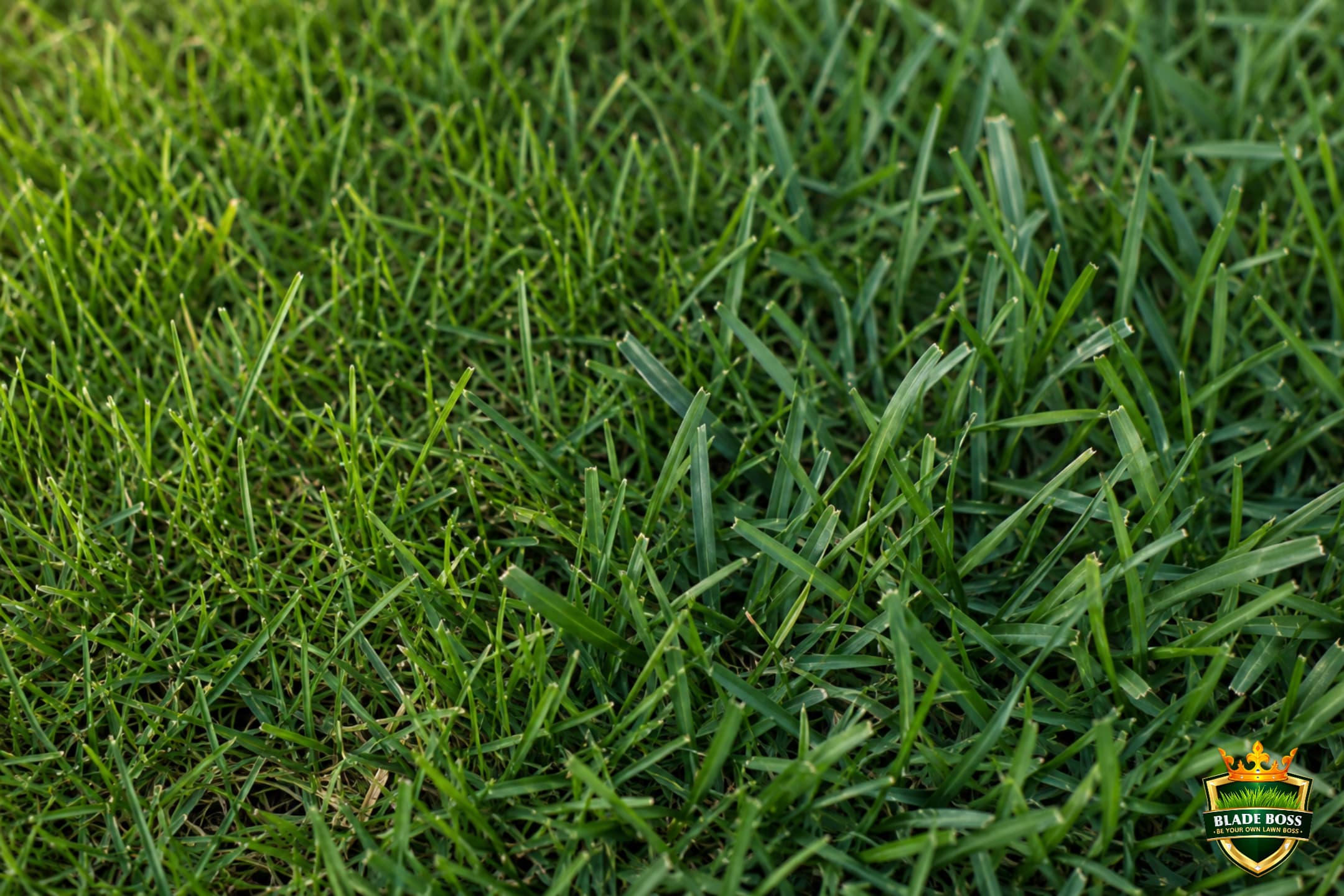 Close-up of a blended cool-season lawn showing finer and coarser grass blades mixed together
