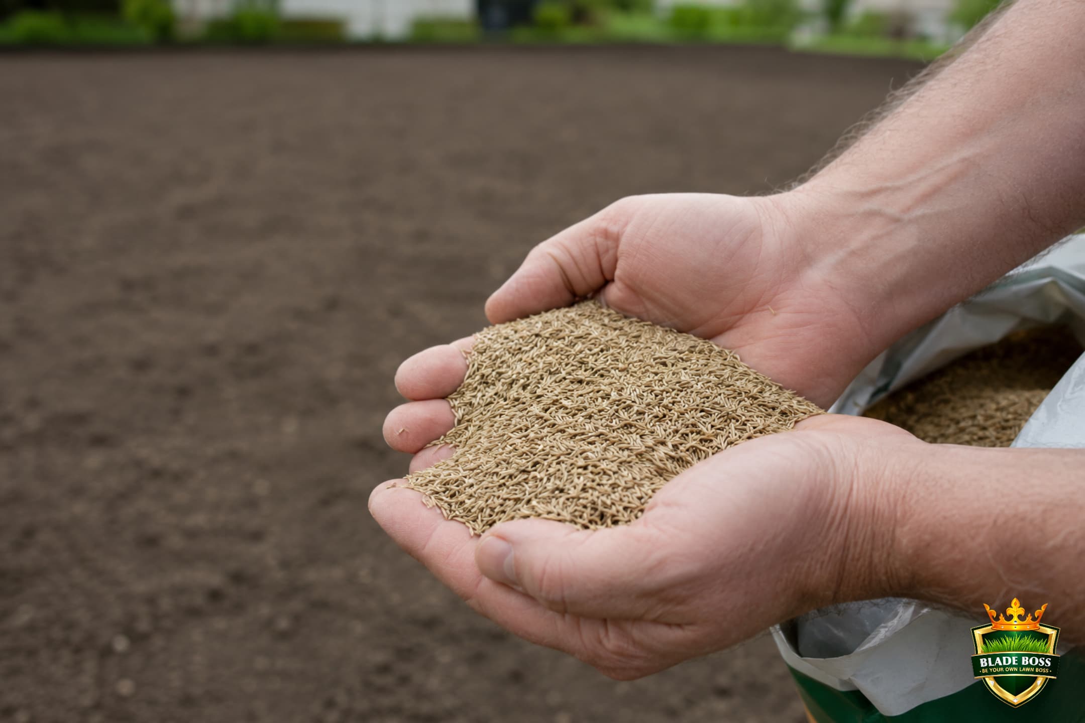 A close-up of cupped hands holding clean uniform quality grass seed over a prepared bare soil seedbed
