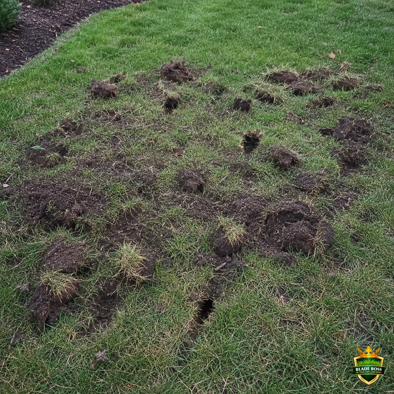 Animal Digging lawn pest identification photo, close-up in turf