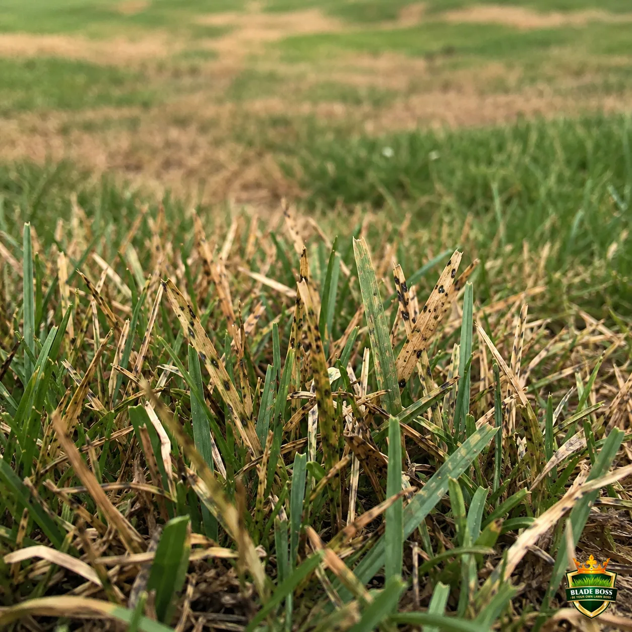 Anthracnose lawn disease identification photo, close-up in turf