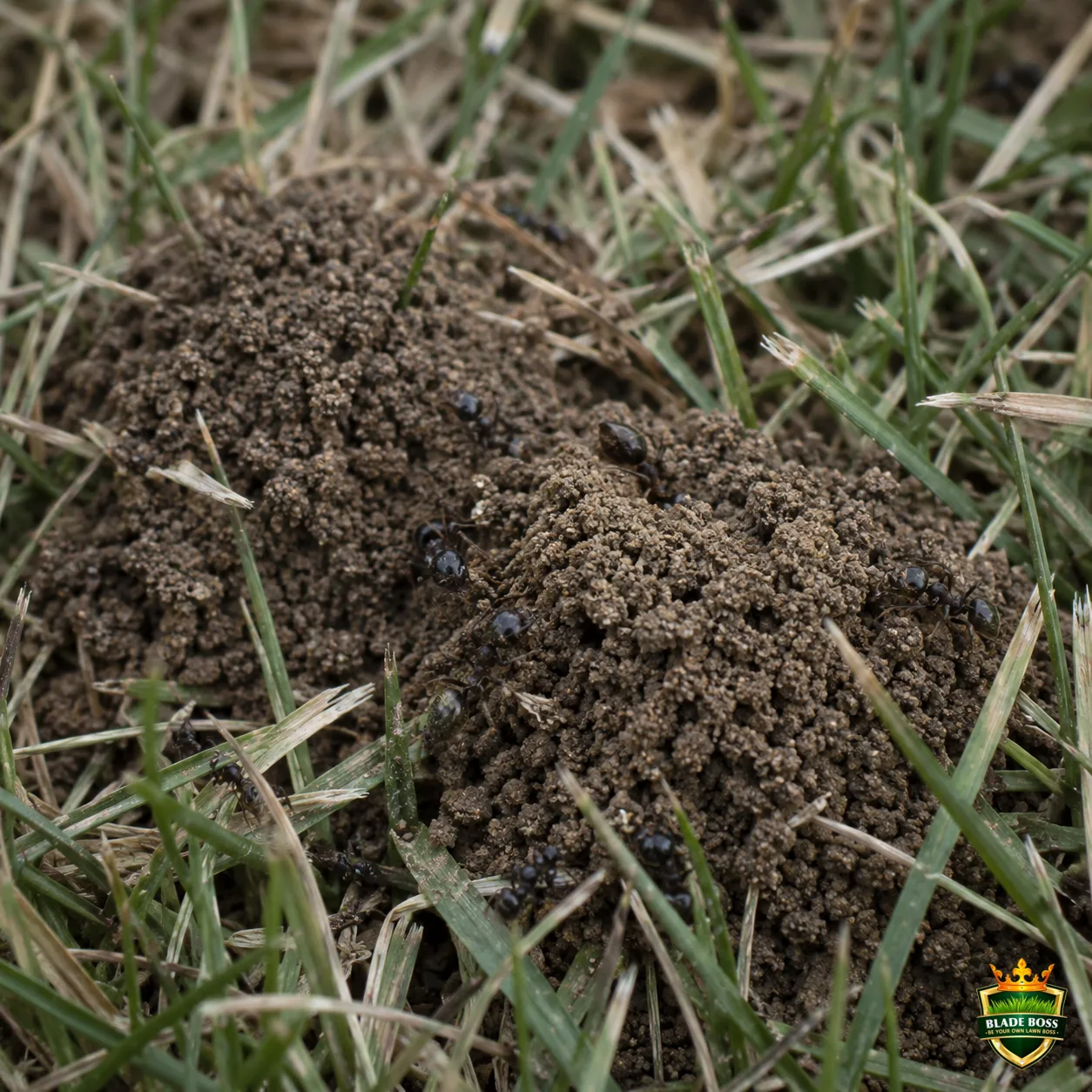 Ants lawn pest identification photo, close-up in turf
