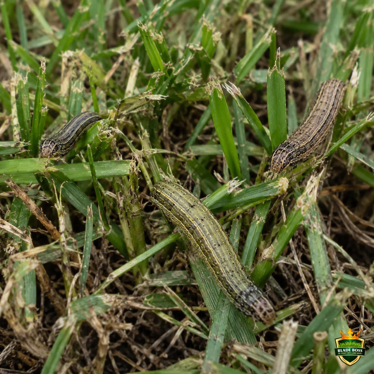 Armyworms lawn pest identification photo, close-up in turf