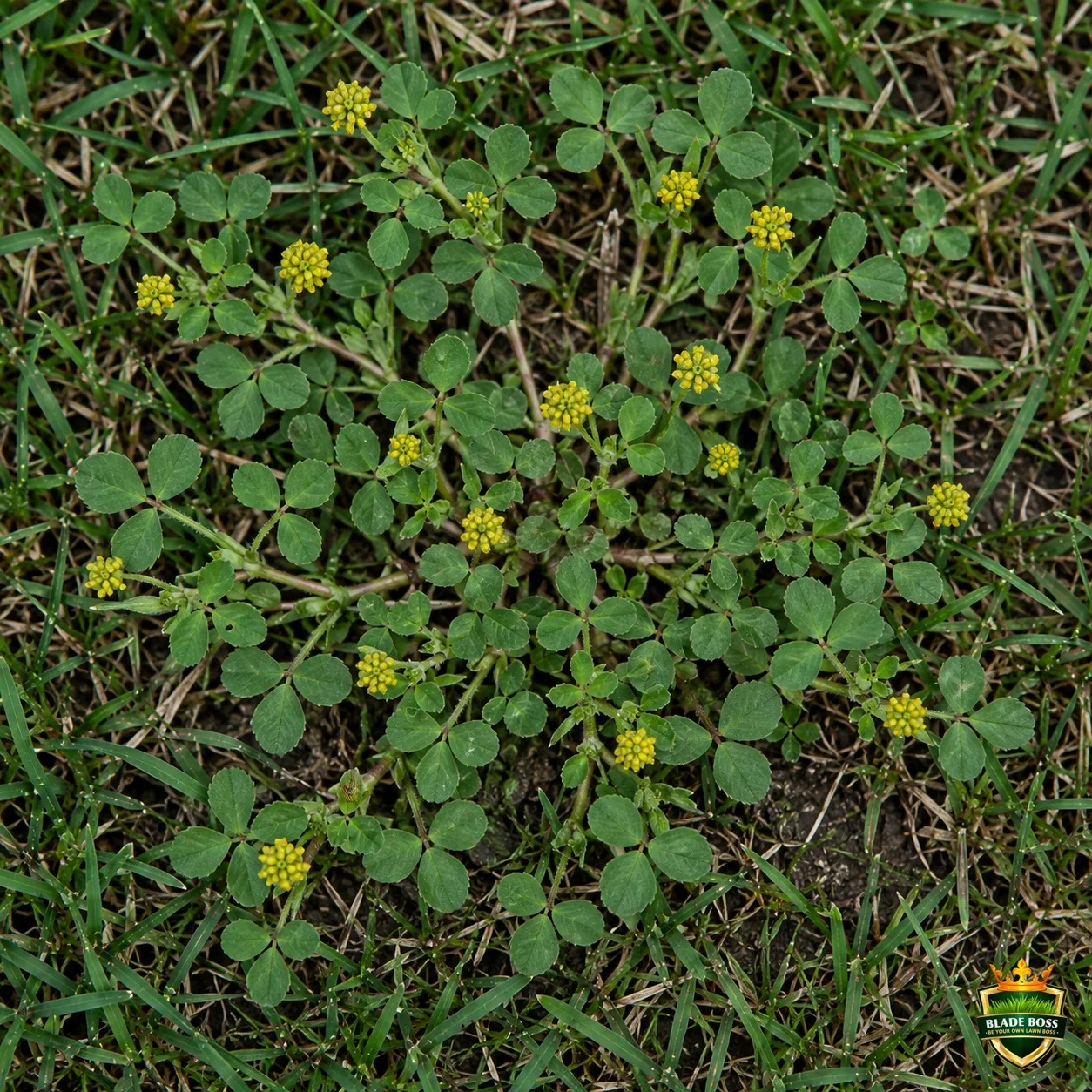 Black Medic weed identification photo, top-down view in a lawn