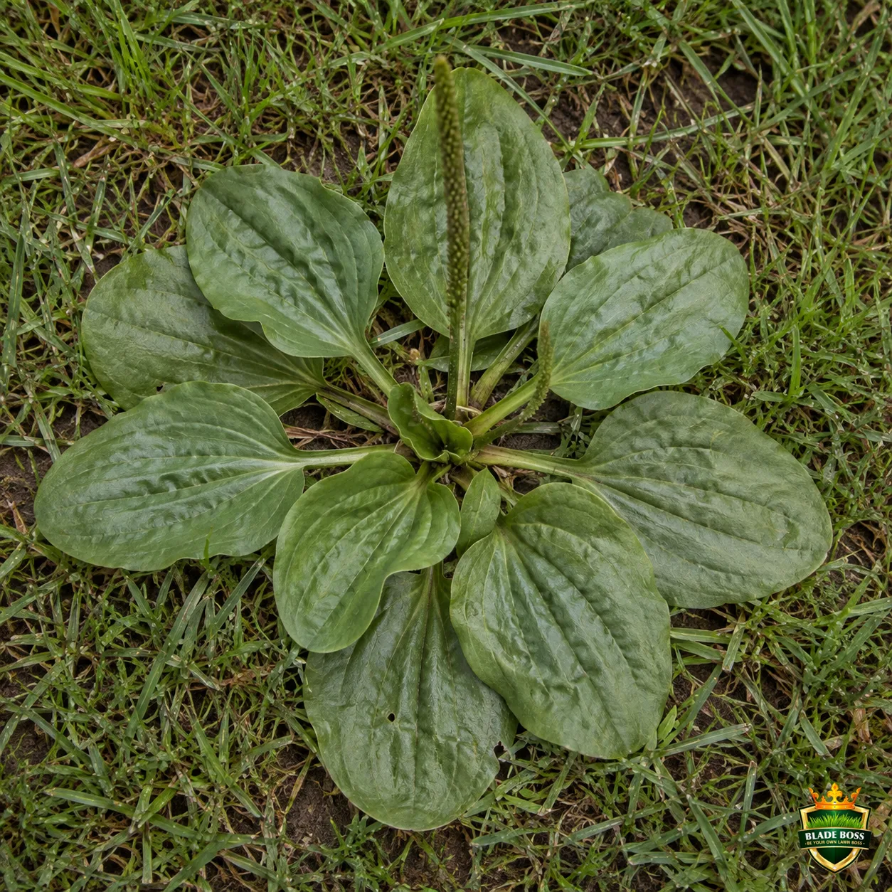 Broadleaf Plantain weed identification photo, top-down view in a lawn