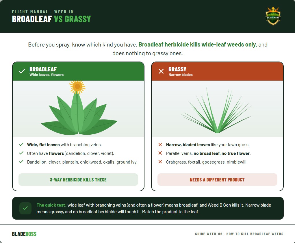 Diagram comparing broadleaf weeds versus grassy weeds: broadleaf weeds like dandelion and clover have wide flat leaves with branching veins and flowers and are killed by a 3-way selective herbicide, while grassy weeds like crabgrass and foxtail have narrow bladed leaves and are not killed by broadleaf herbicide and need different products