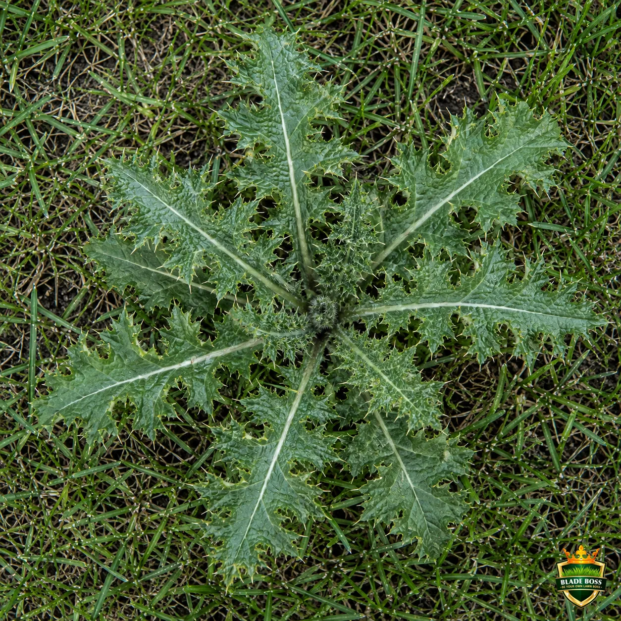 Canada Thistle weed identification photo, top-down view in a lawn