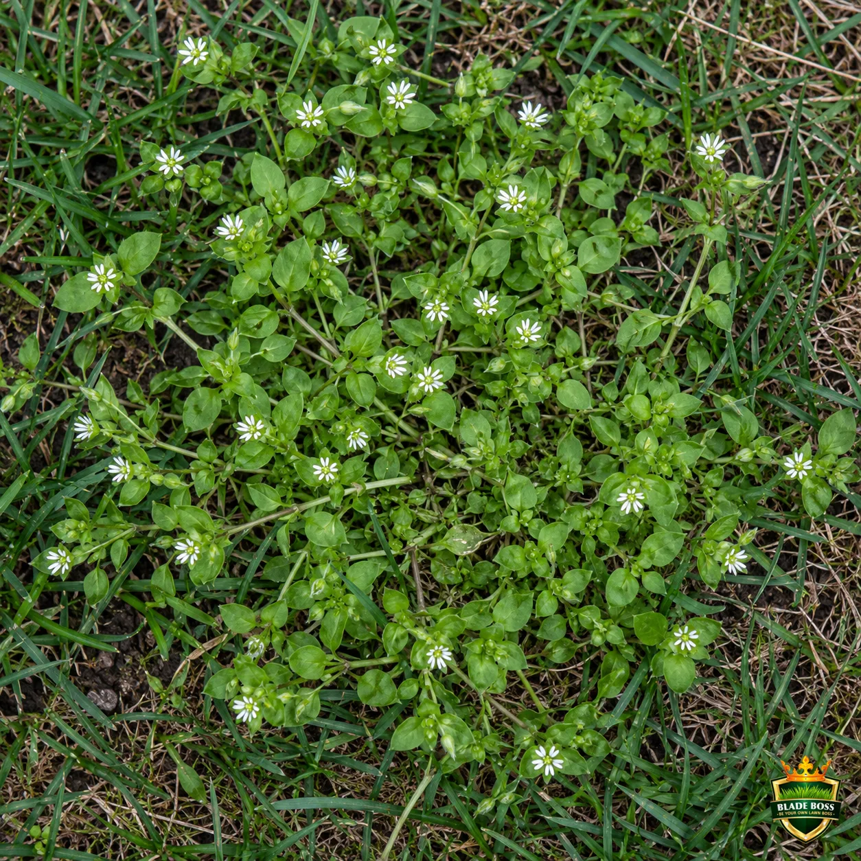 Common Chickweed weed identification photo, top-down view in a lawn