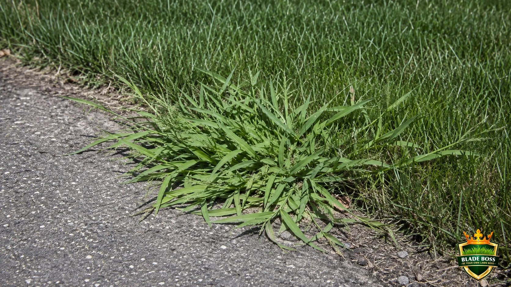 How to Kill Crabgrass in Your Lawn