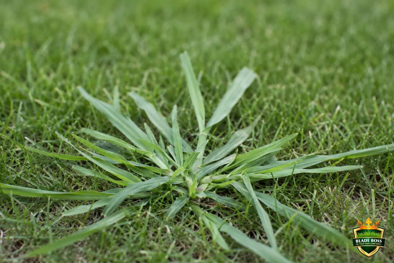 A close-up of a crabgrass plant showing its low, spreading, splayed-hand growth habit, lighter green coarse blades fanning outward from a central point against finer lawn grass