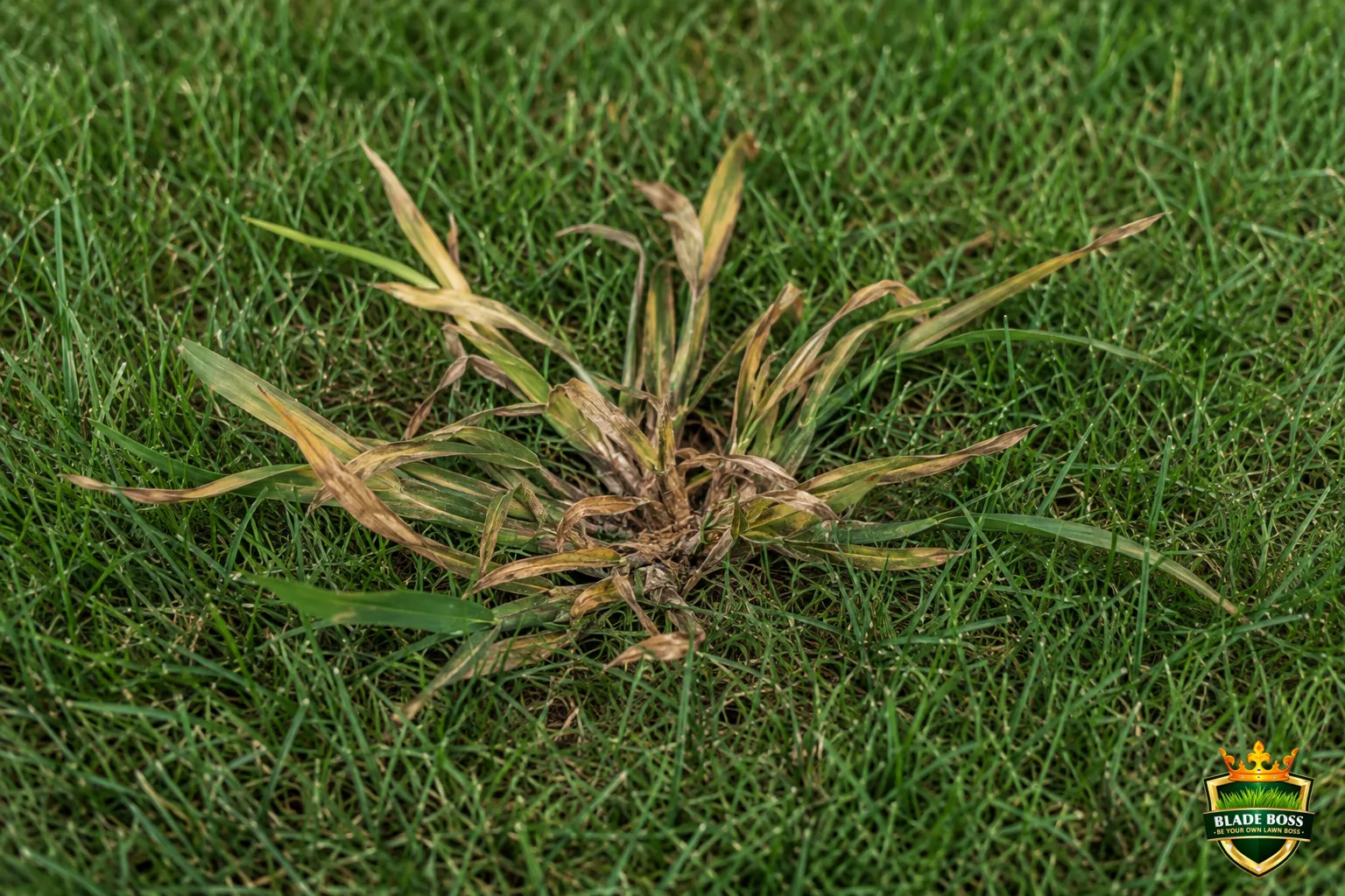 A sprayed crabgrass plant yellowing and browning as it dies back, while the surrounding lawn grass stays green