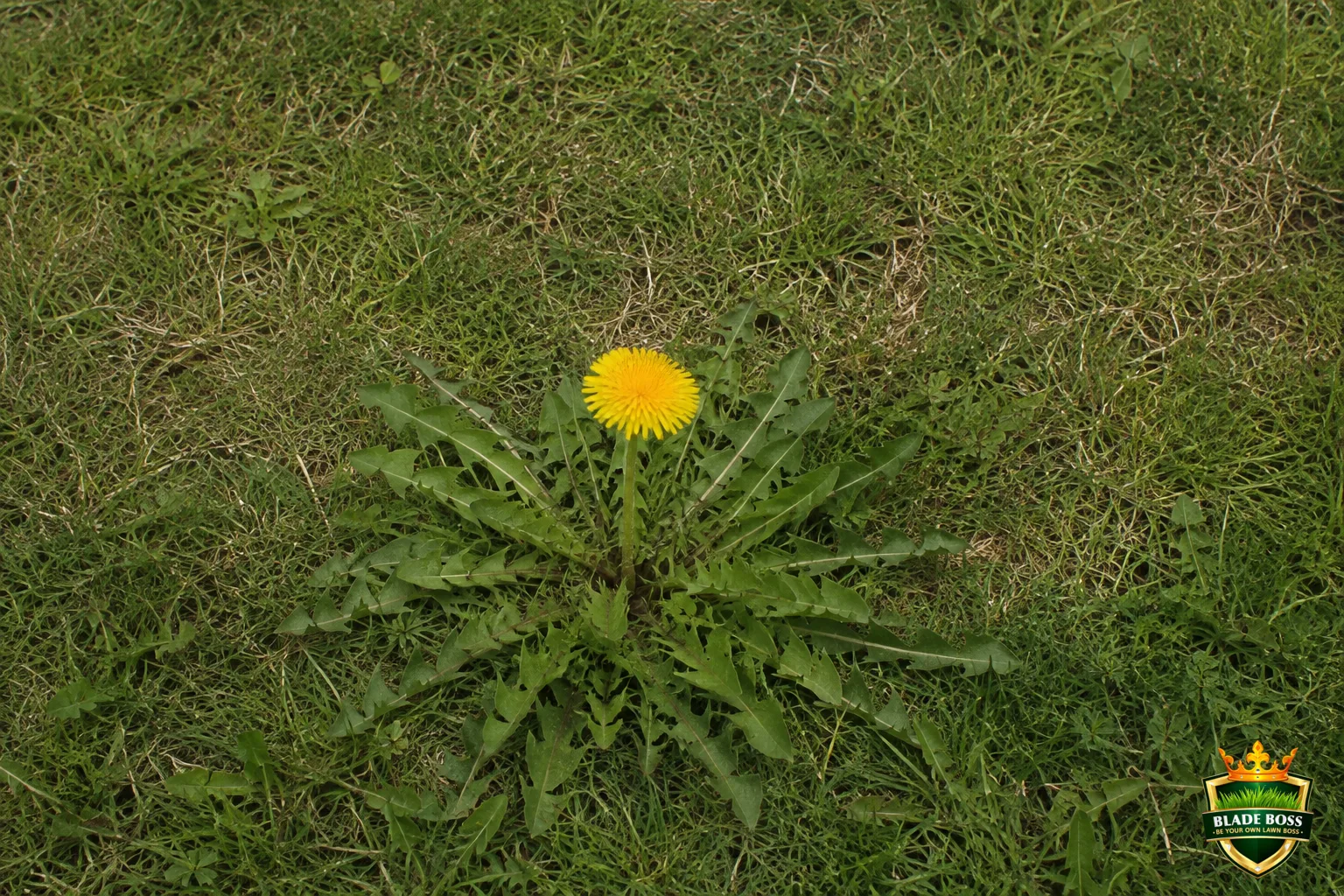 A close-up top-down view of a dandelion showing the flat rosette of long jagged deeply-toothed leaves radiating from the center and a single bright yellow flower