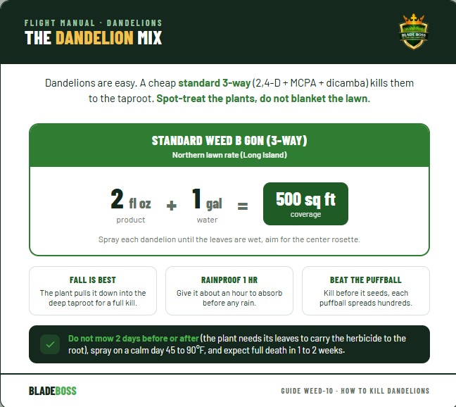 Mix ratio diagram for killing dandelions with a standard Weed B Gon 3-way herbicide: 2 fluid ounces per 1 gallon of water covers 500 square feet on a Northern lawn like Long Island. Rainproof in 1 hour. Fall is the best time because the plant pulls the herbicide down into the deep taproot. Spot-treat individual plants, do not blanket the whole lawn. Also kills over 250 other broadleaf weeds.