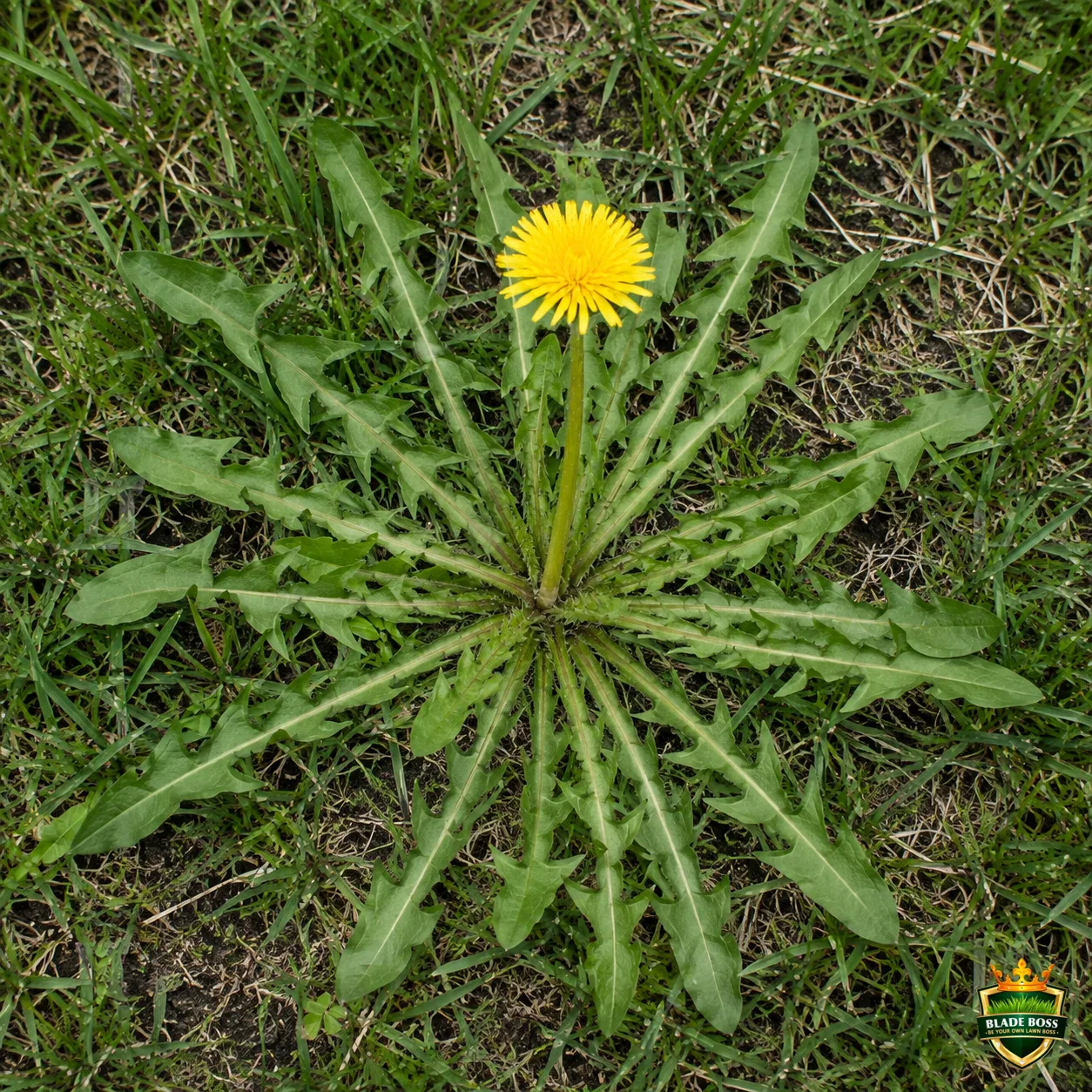 Dandelion weed identification photo, top-down view in a lawn