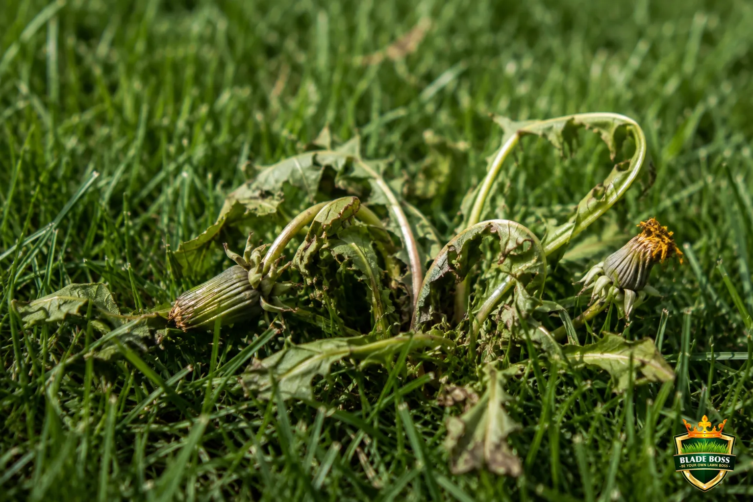 Broadleaf weeds like dandelions in a lawn wilting, curling, and twisting a day or two after being sprayed with herbicide, the surrounding grass still green and healthy