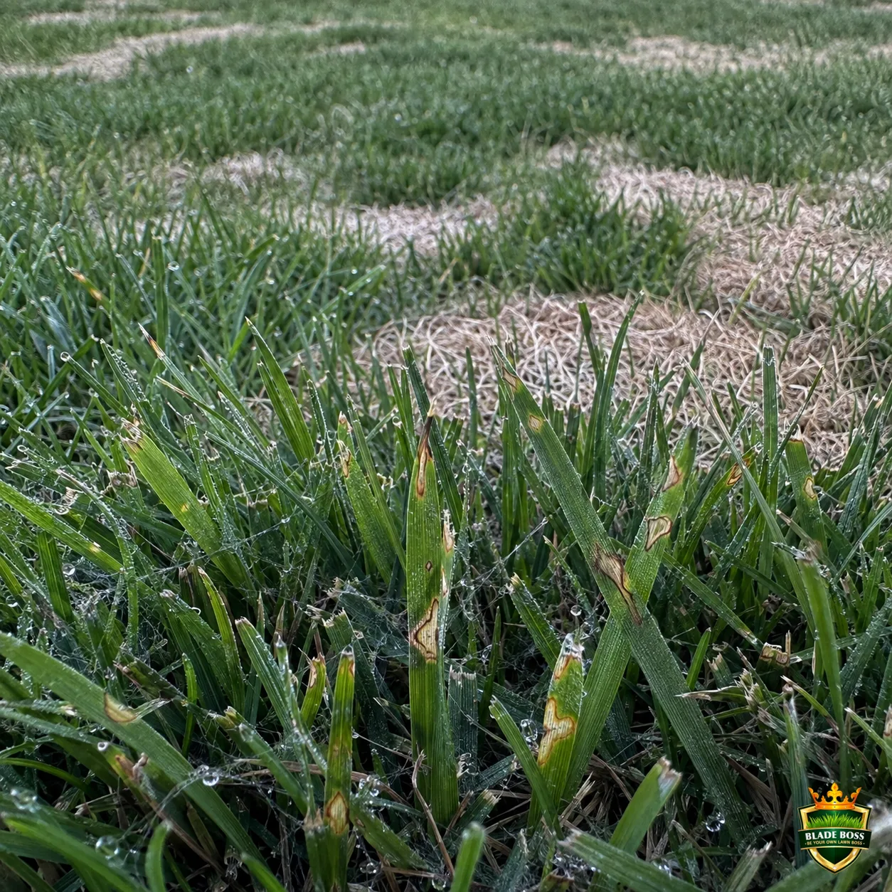 Dollar Spot lawn disease identification photo, close-up in turf