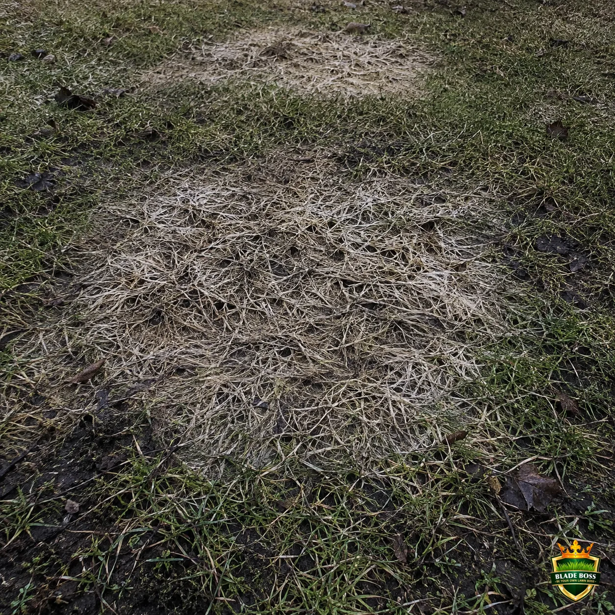 Gray Snow Mold lawn disease identification photo, close-up in turf