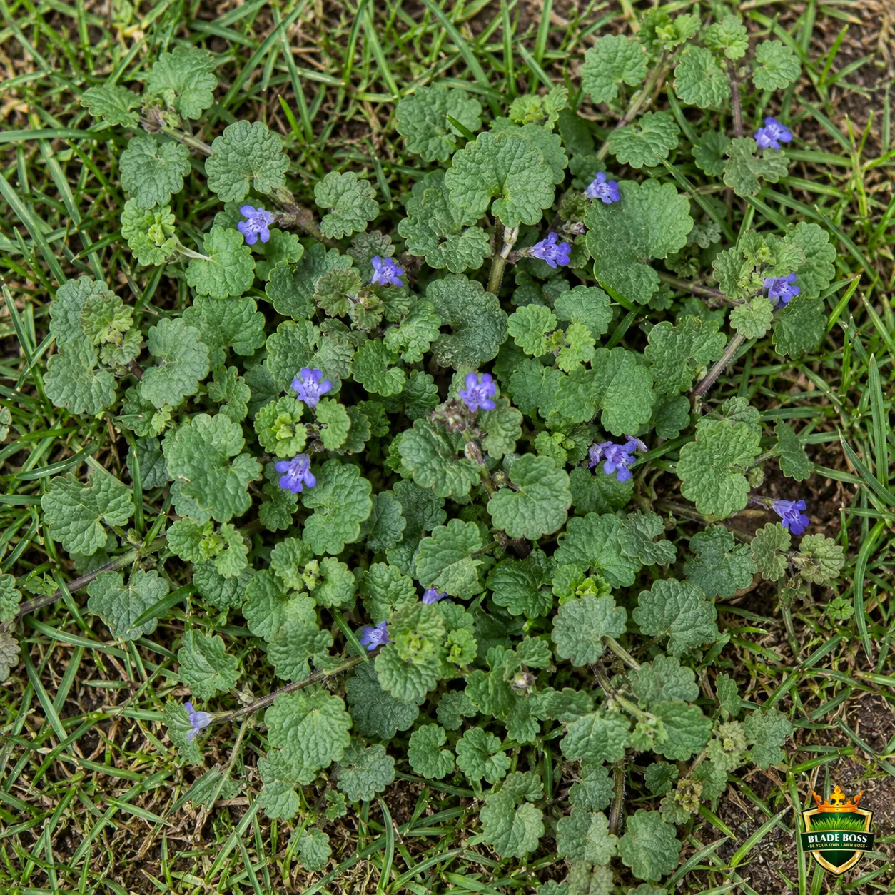 Ground Ivy (Creeping Charlie) weed identification photo, top-down view in a lawn