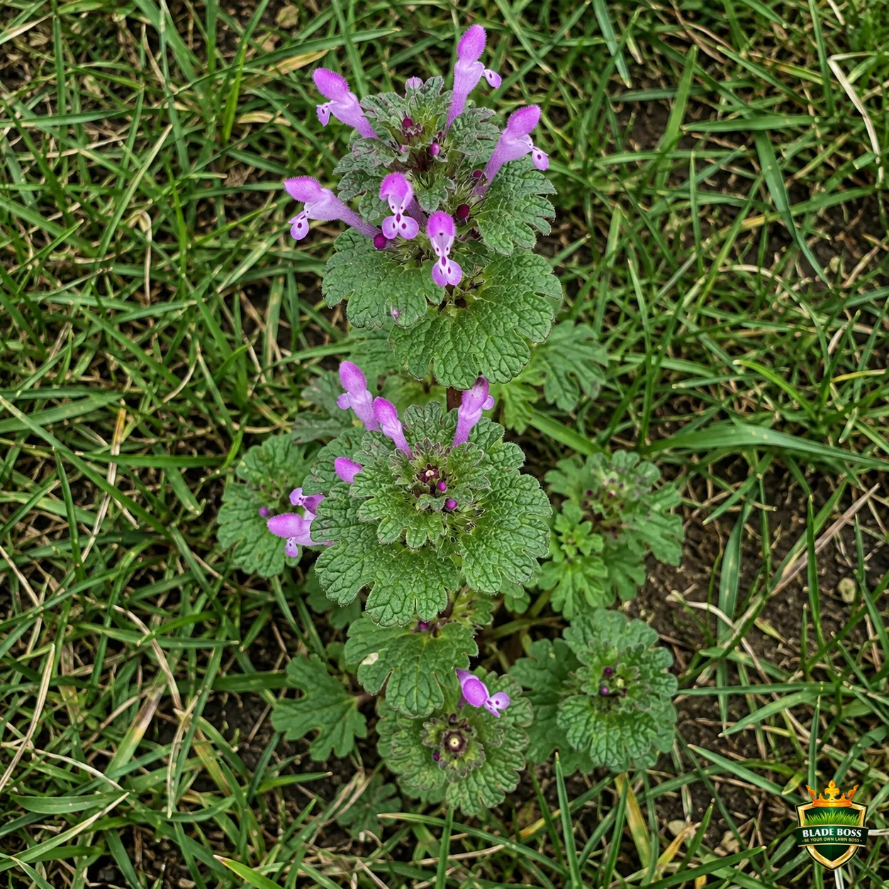 Henbit weed identification photo, top-down view in a lawn