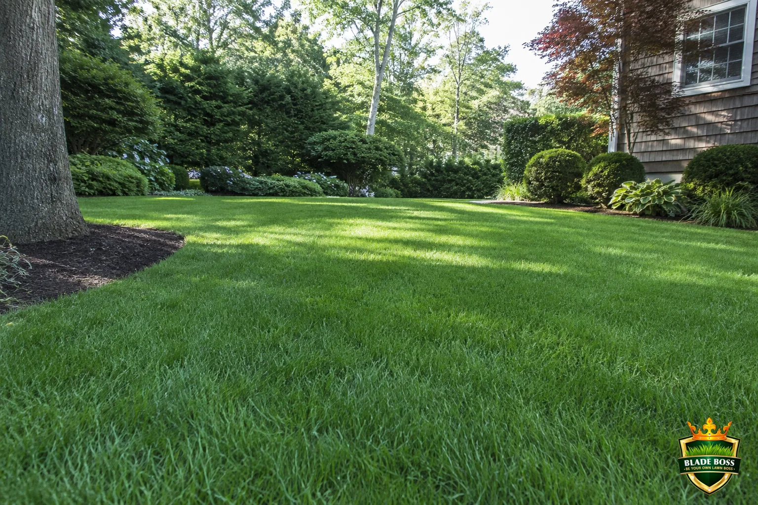 A formerly mossy area of lawn now filled in with thick healthy green grass after being cleared, corrected, and reseeded