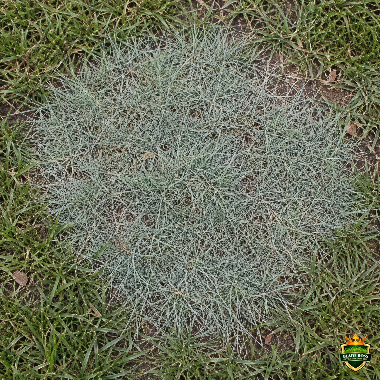 Nimblewill weed identification photo, top-down view in a lawn