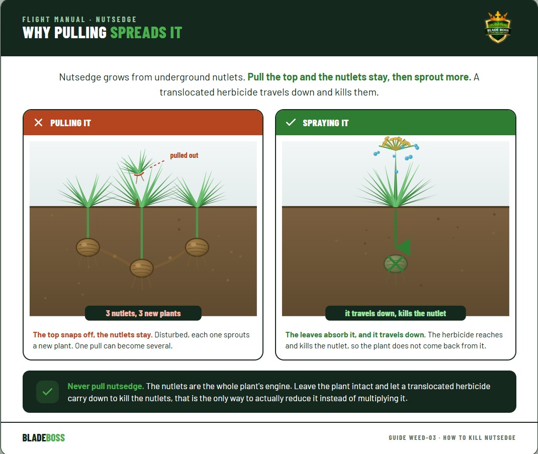 Diagram showing why pulling nutsedge spreads it: the visible plant connects to underground nutlets or tubers, and pulling the top snaps it off leaving the nutlets, which then each sprout multiple new plants, versus a herbicide that translocates down and kills the nutlets