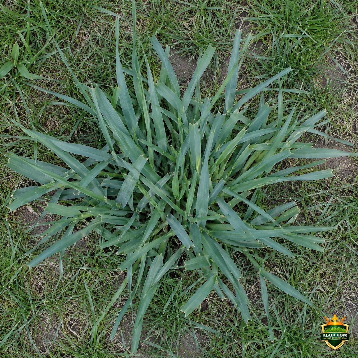Orchardgrass weed identification photo, top-down view in a lawn