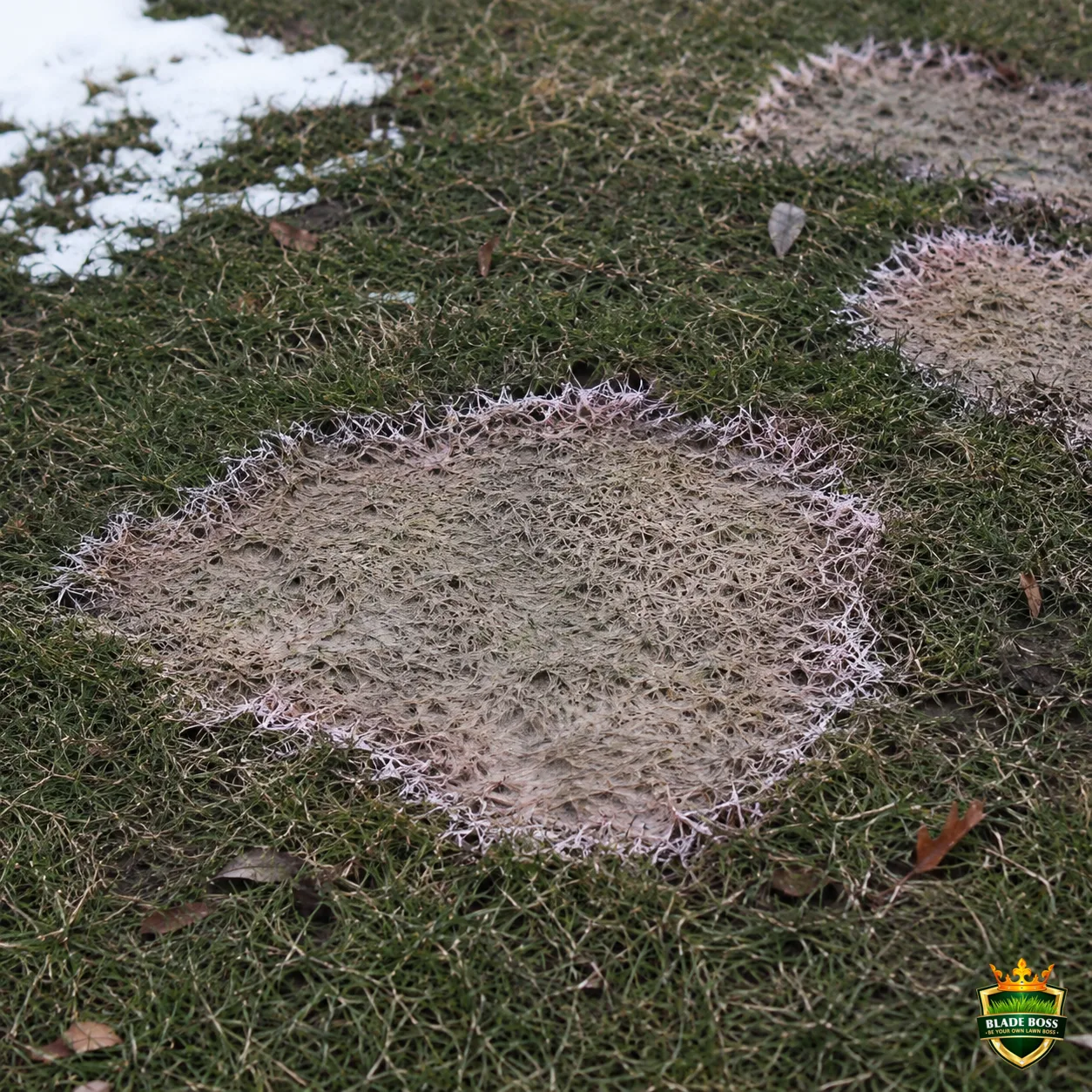 Pink Snow Mold lawn disease identification photo, close-up in turf