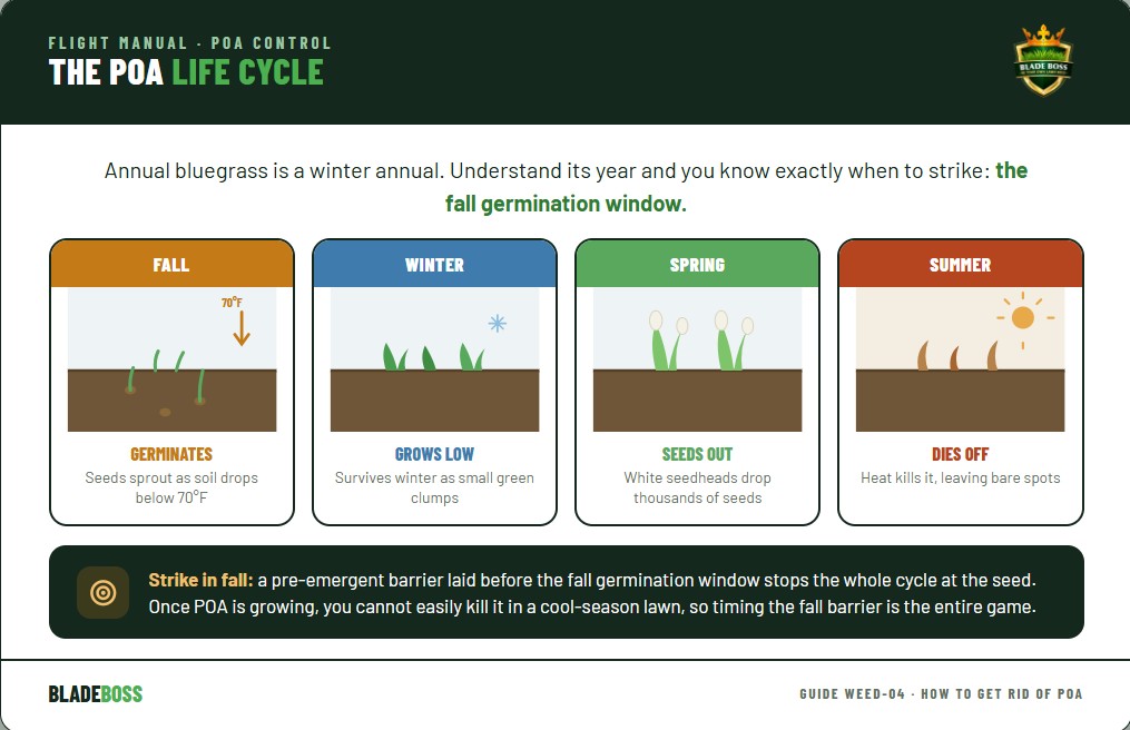 Diagram of the annual bluegrass POA life cycle across the year: seeds germinate in fall as soil drops below 70 degrees, the plant grows through winter and spring, produces white seedheads in spring, then dies in summer heat dropping new seed, with the fall germination window marked as the key pre-emergent target