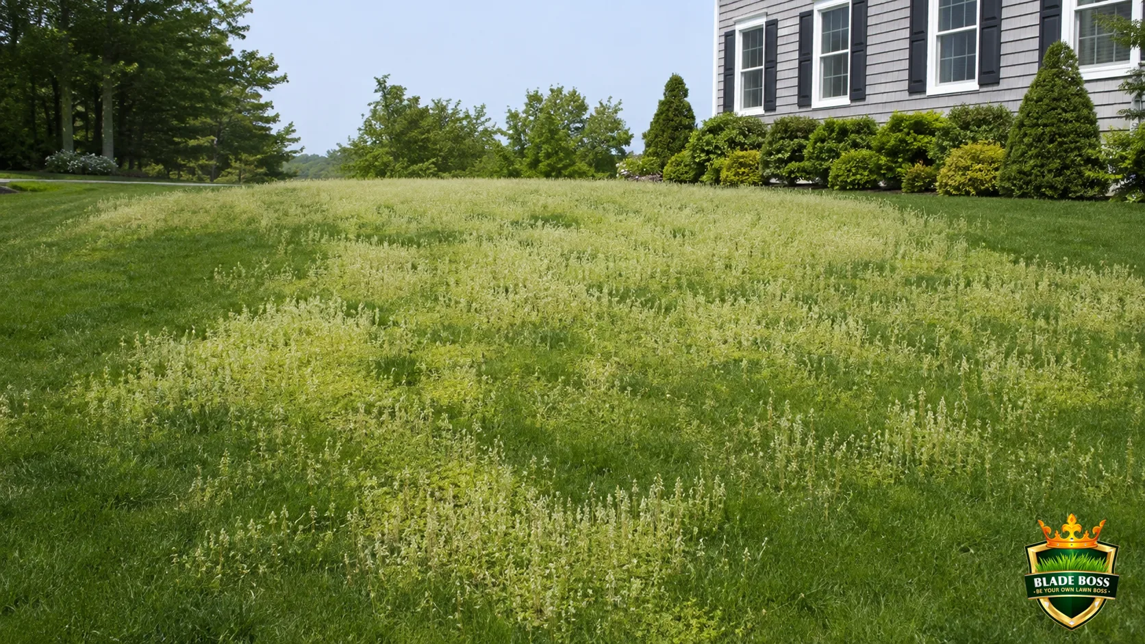 How to Get Rid of POA (Annual Bluegrass)
