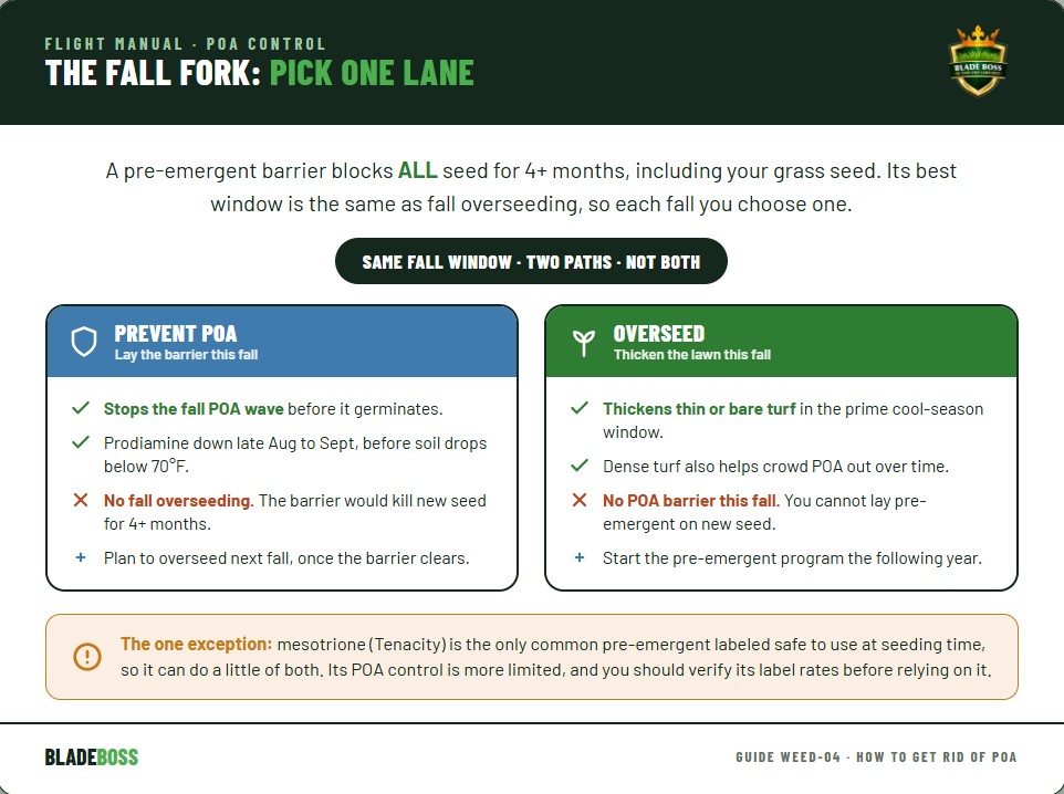 Diagram showing the fall decision fork: a pre-emergent barrier prevents POA but blocks all seed for 4 plus months, versus overseeding which thickens the lawn but cannot happen under a barrier, so each fall you choose one path, prevent POA or overseed, not both, with mesotrione Tenacity noted as the one seed-safe exception