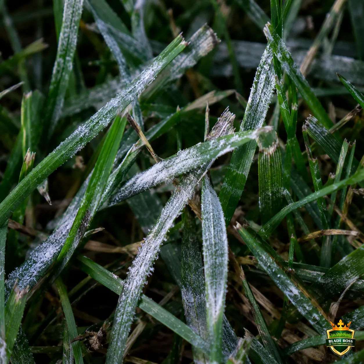 Powdery Mildew lawn disease identification photo, close-up in turf