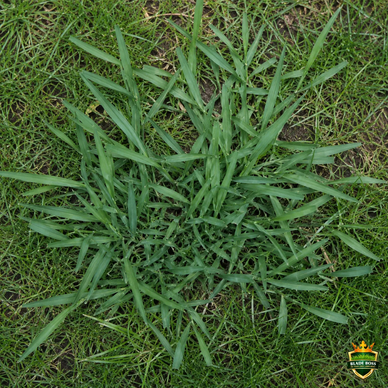 Quackgrass weed identification photo, top-down view in a lawn