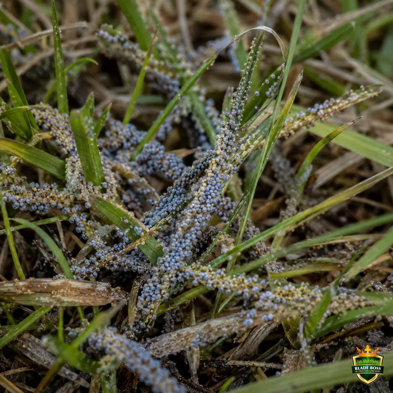 Slime Mold lawn disease identification photo, close-up in turf