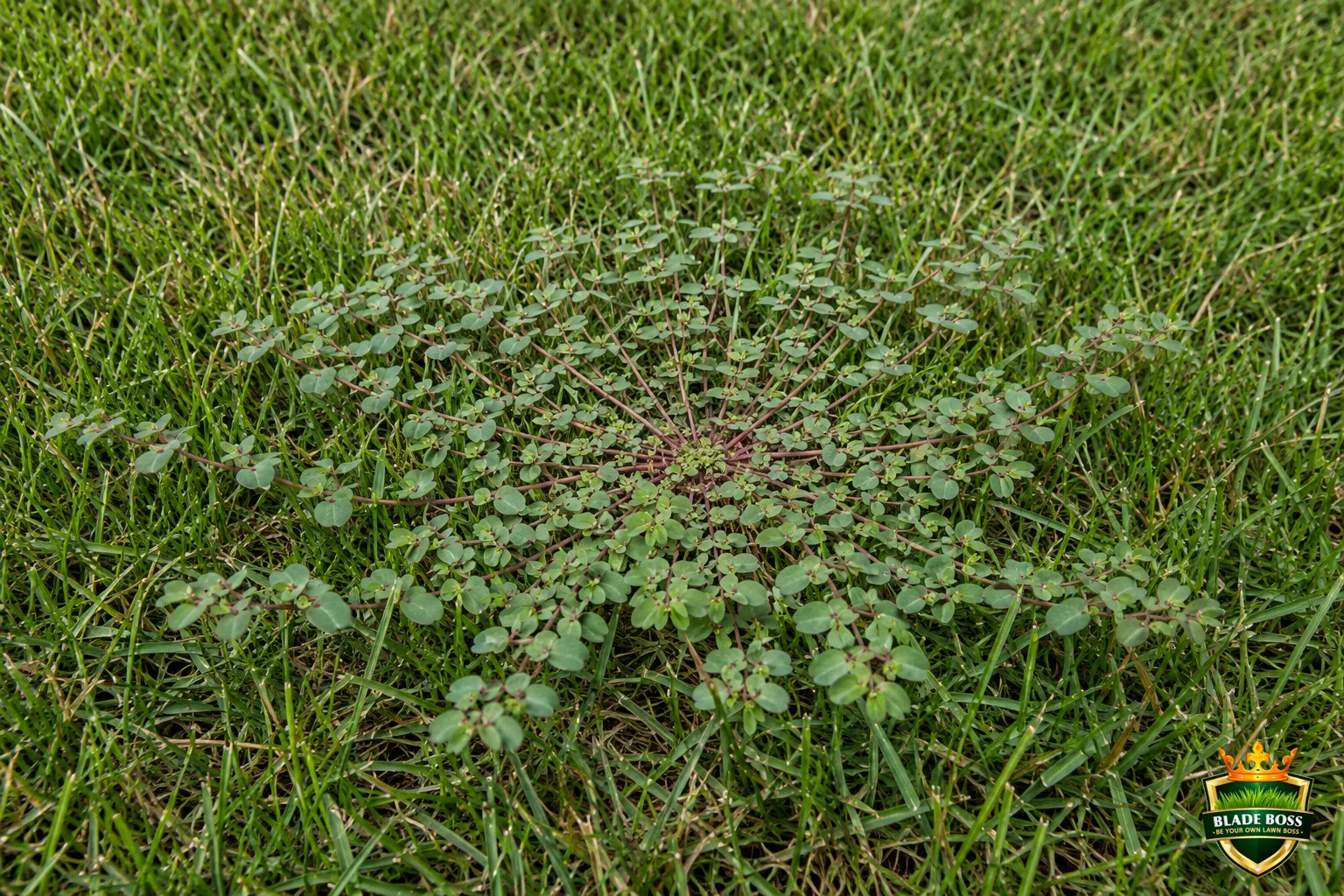A close-up top-down view of a prostrate spotted spurge plant growing flat in a lawn, a circular mat of thin reddish stems radiating from a central point with tiny paired oval leaves, some showing a small red spot
