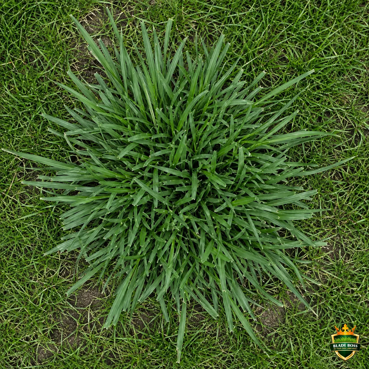 Tall Fescue Clump weed identification photo, top-down view in a lawn