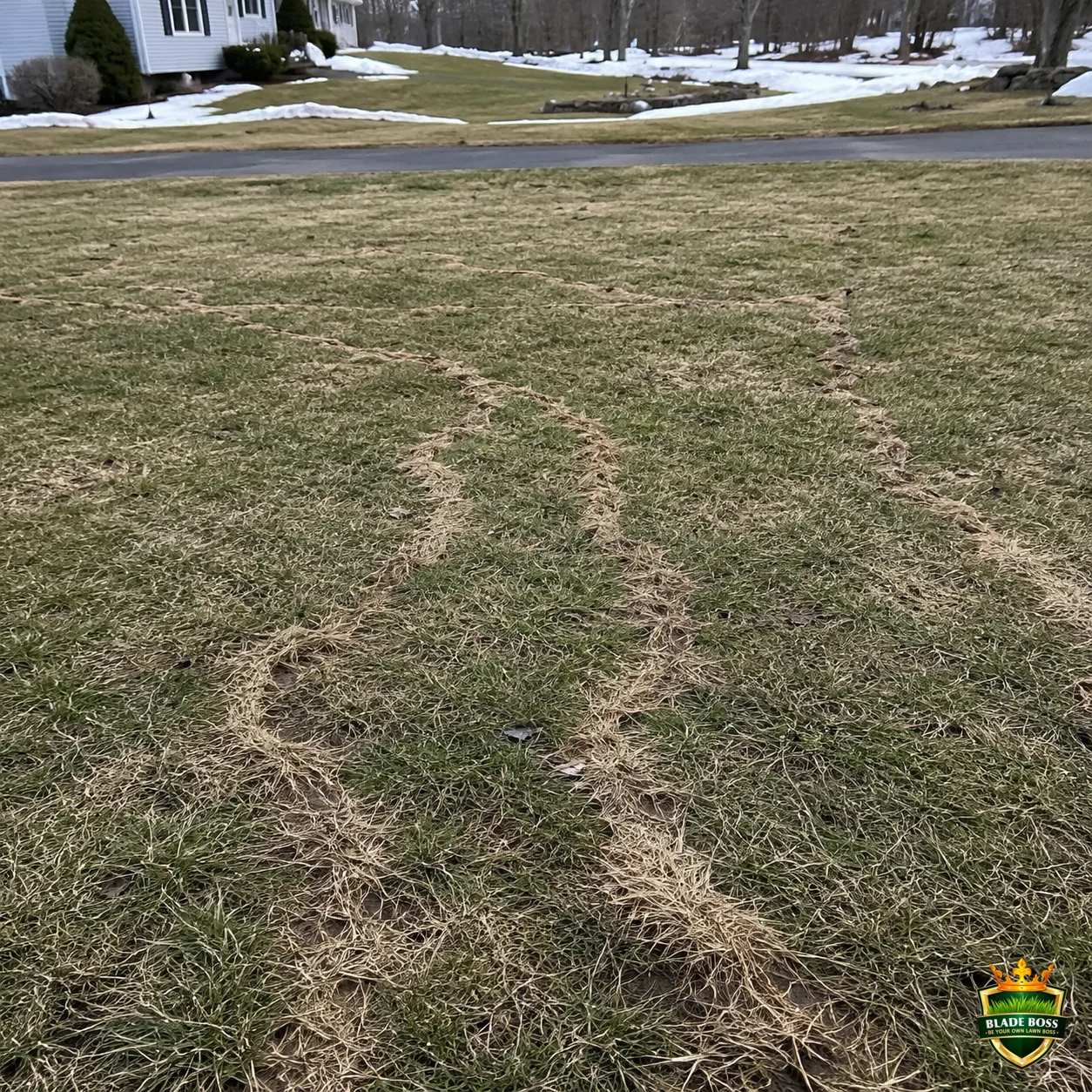 Voles lawn pest identification photo, close-up in turf