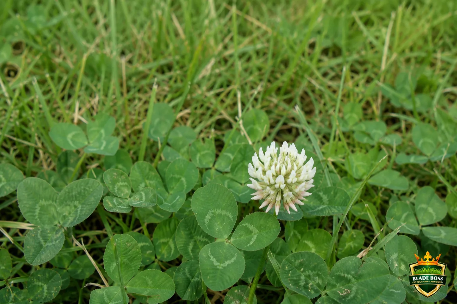 A close-up top-down view of white clover in a lawn showing the classic three round leaflets with pale crescent watermarks and a round white puffball flower head