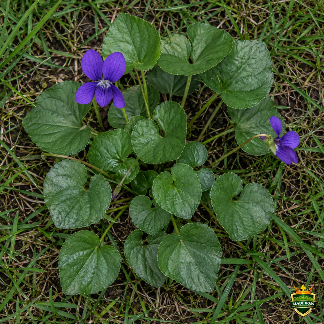 Wild Violet weed identification photo, top-down view in a lawn