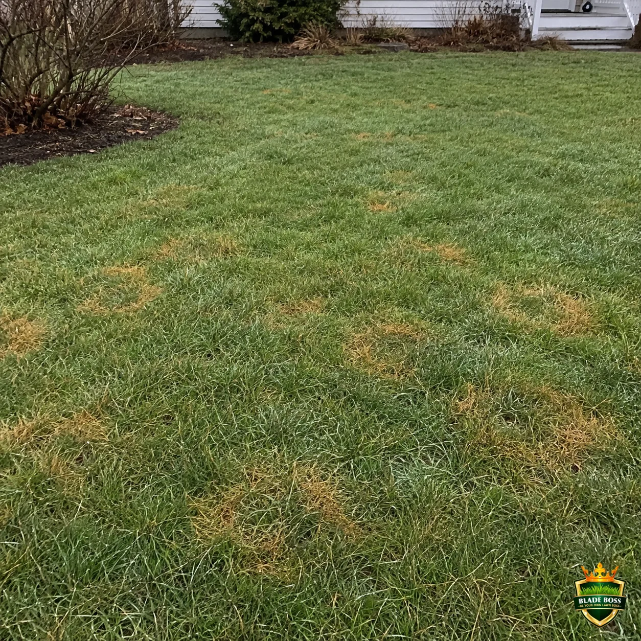 Yellow Patch lawn disease identification photo, close-up in turf