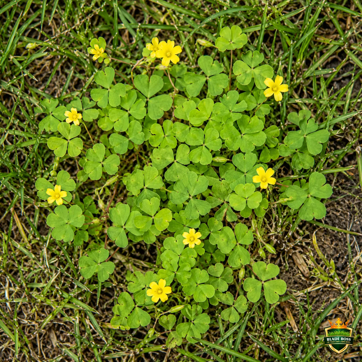 Oxalis (Yellow Woodsorrel) weed identification photo, top-down view in a lawn