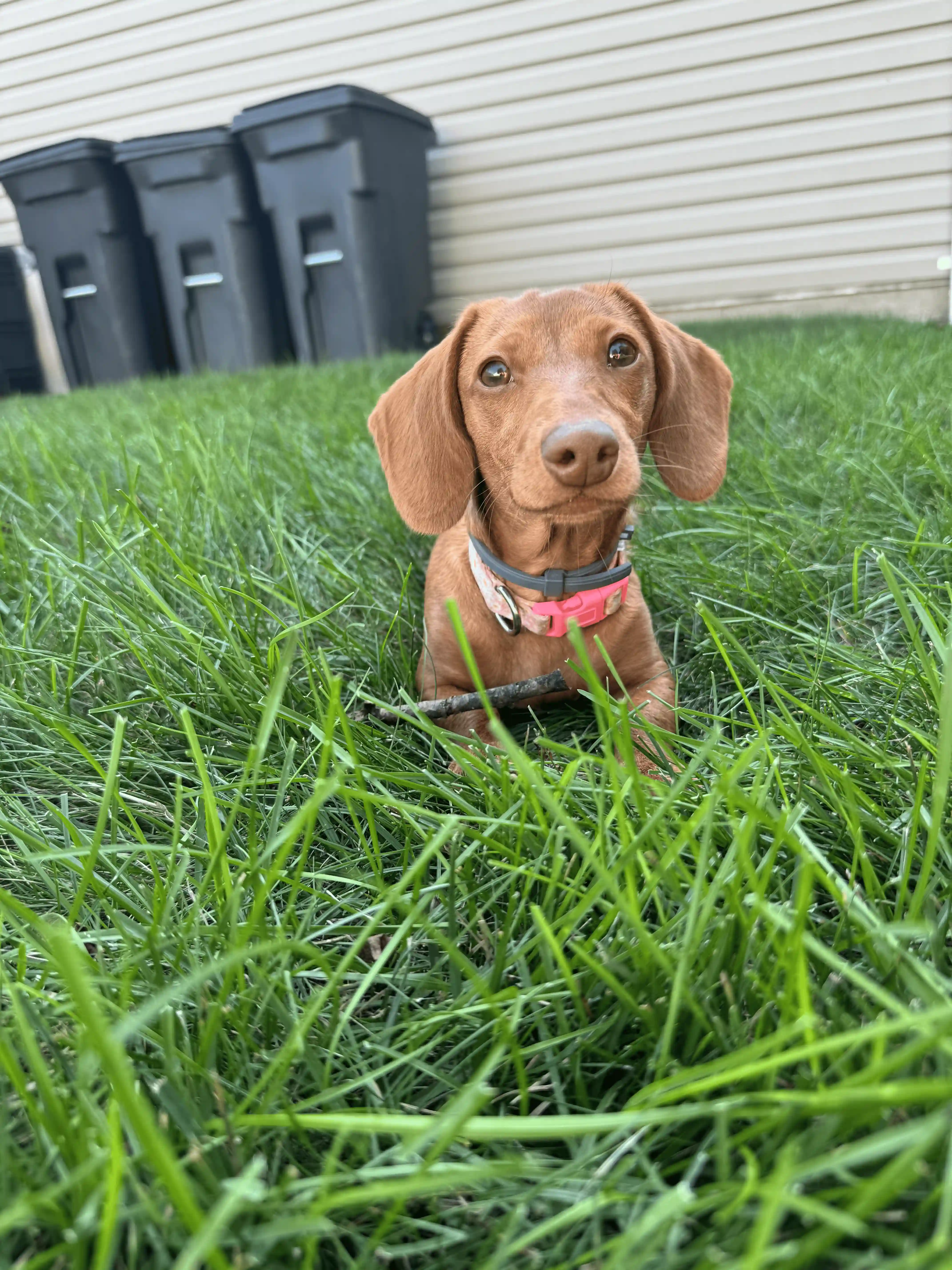 Ruby the dog on perfect grass