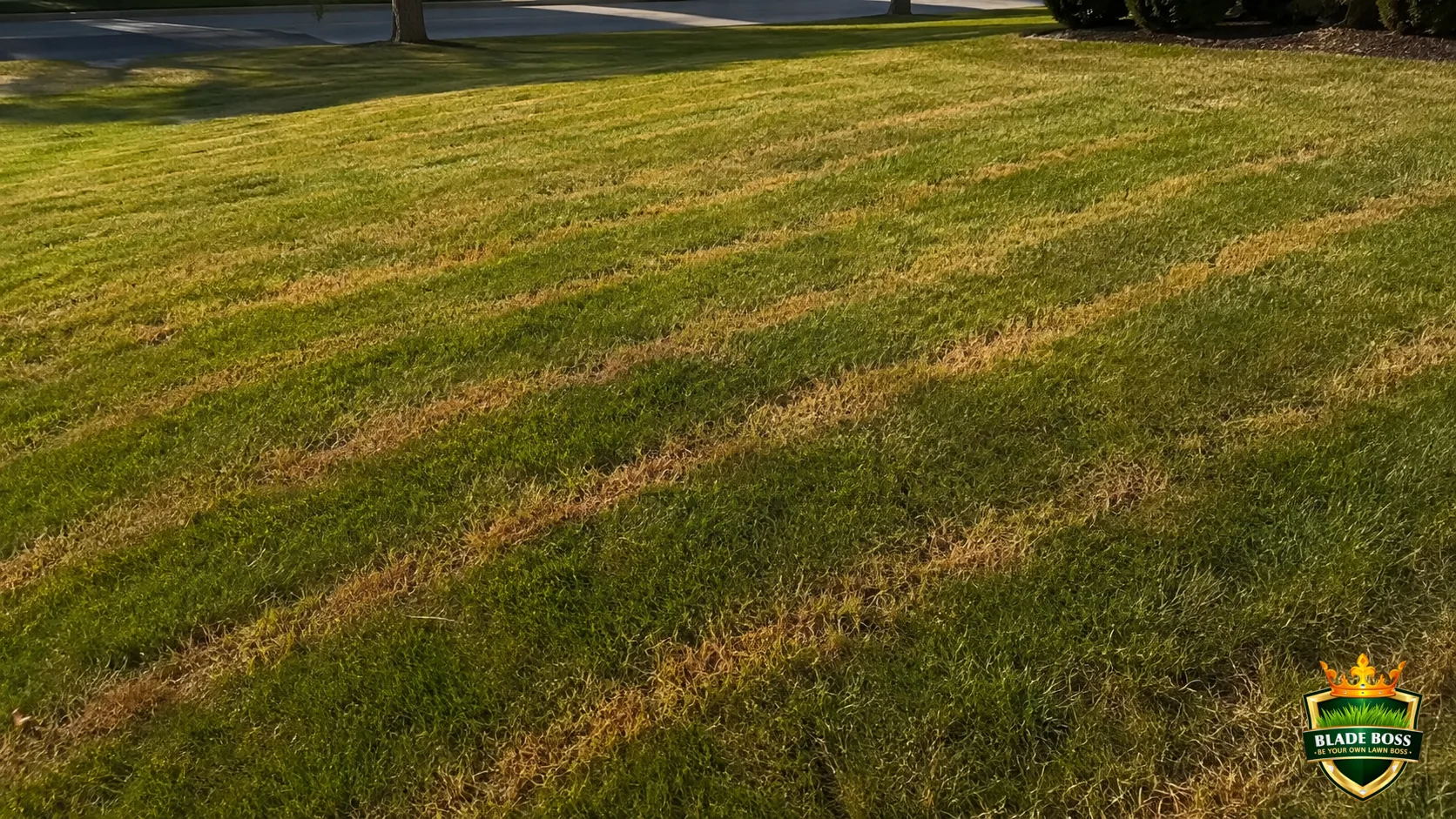 How to Fix Fertilizer Burn
