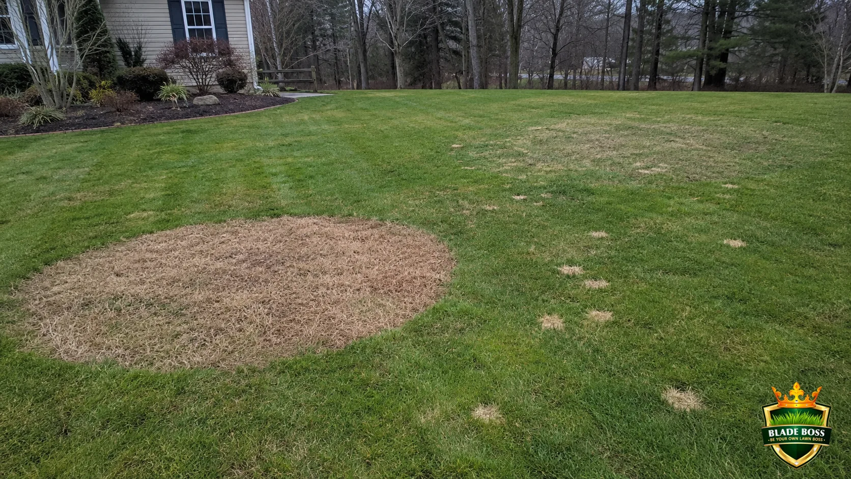 Lawn Disease Identification Guide (What Is Wrong With My Grass?)